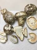 Catathelasma ventricosum image