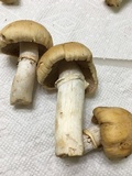 Cortinarius caperatus image