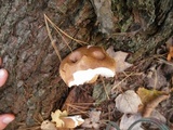 Tylopilus felleus image