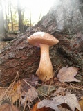 Tylopilus felleus image