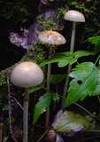Stropharia semiglobata image