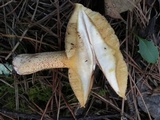 Suillus hirtellus image