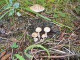Hebeloma sinapizans image