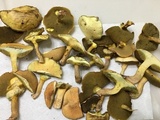 Suillus hirtellus image