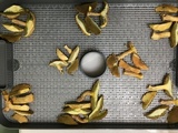 Suillus hirtellus image