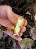 Paxillus involutus image