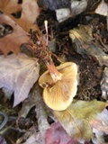 Paxillus involutus image