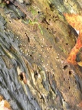 Helicogloea compressa image