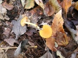 Hygrocybe ceracea image