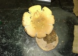 Russula compacta image