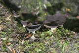 Helvella corium image