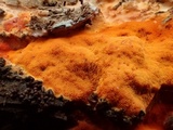 Ceriporia spissa image