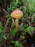 Cystodermella granulosa image