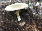 Agaricus californicus image