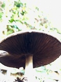 Agaricus californicus image