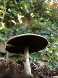 Agaricus californicus image