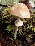Psathyrella longistriata image