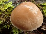 Psathyrella longistriata image