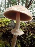 Psathyrella longistriata image