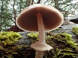 Psathyrella longistriata image
