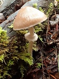 Psathyrella longistriata image