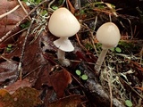 Psathyrella longistriata image