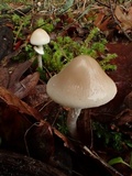 Psathyrella longistriata image