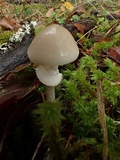 Psathyrella longistriata image