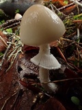 Psathyrella longistriata image