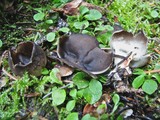 Helvella leucomelaena image