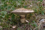 Suillus viscidus image