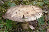 Suillus viscidus image