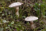 Suillus viscidus image
