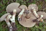 Suillus viscidus image