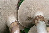 Suillus viscidus image