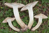 Suillus viscidus image