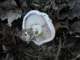 Hygrophorus russula image