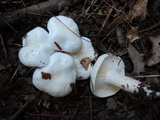 Hygrophorus eburneus image
