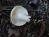 Hygrophorus eburneus image