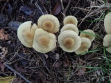 Cortinarius flavifolius image