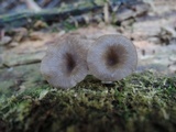Arrhenia epichysium image
