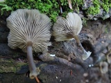 Arrhenia epichysium image