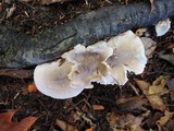 Tricholoma scalpturatum image
