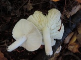 Tricholoma scalpturatum image