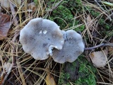 Tricholoma terreum image