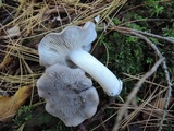 Tricholoma terreum image
