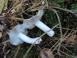 Tricholoma terreum image
