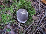 Tricholoma atrosquamosum image