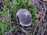 Tricholoma atrosquamosum image