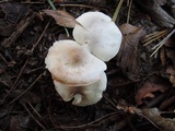Tricholoma saponaceum image